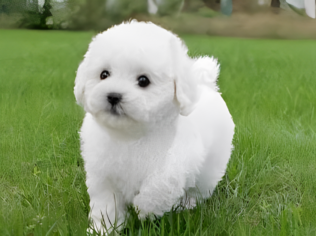 Cuddly Plush Canine Companion - Snuggles - Soft & Realistic