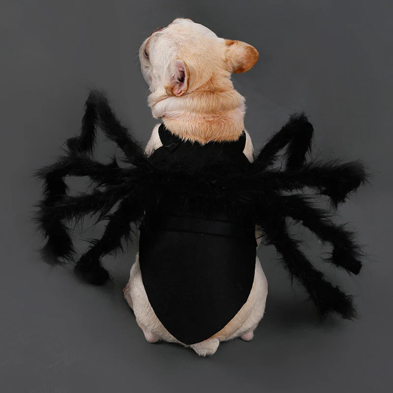 Whimsical Spider Outfit for Pets