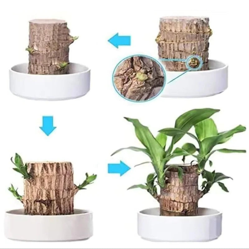 Serenity Green Air Purifying Plant