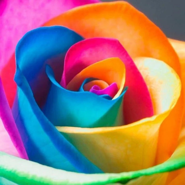 Vibrant Garden Rose Seeds - 25 Count