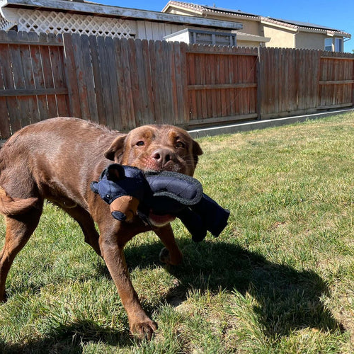 Ultimate Heavy-Duty Plush Toy for Tough Chewers