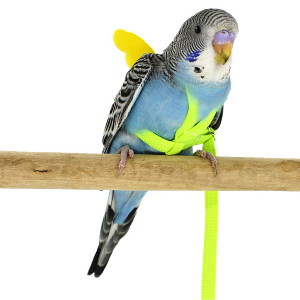 SafeFlight Parrot Harness for Outdoor Adventures