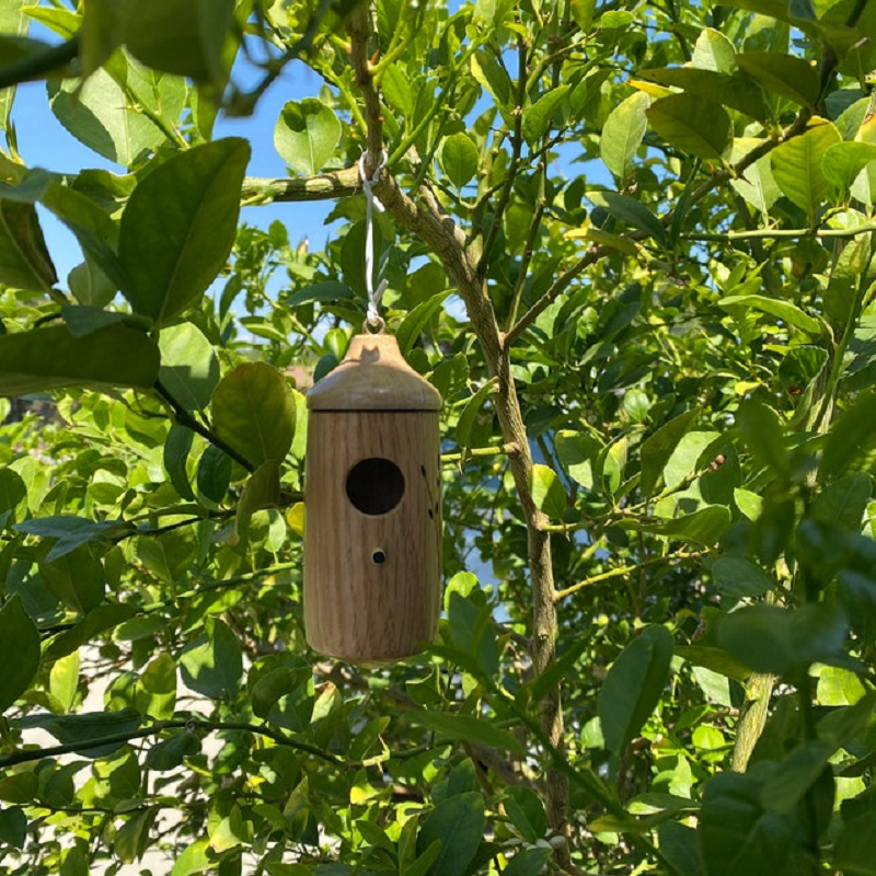 Charming Hummingbird Haven - Perfect for Nature Enthusiasts