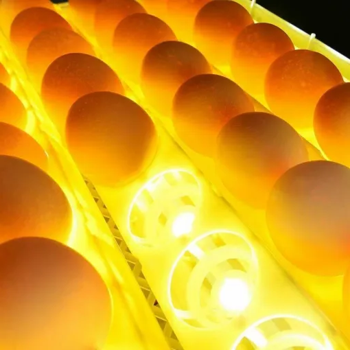 Smart Egg Hatching System for 24 Chicken and Quail Eggs