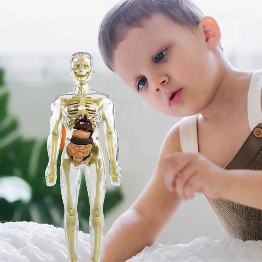 Interactive 3D Human Anatomy Model for Kids' Learning