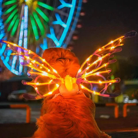 Enchanting LED Fairy Wings for Kids & Adults