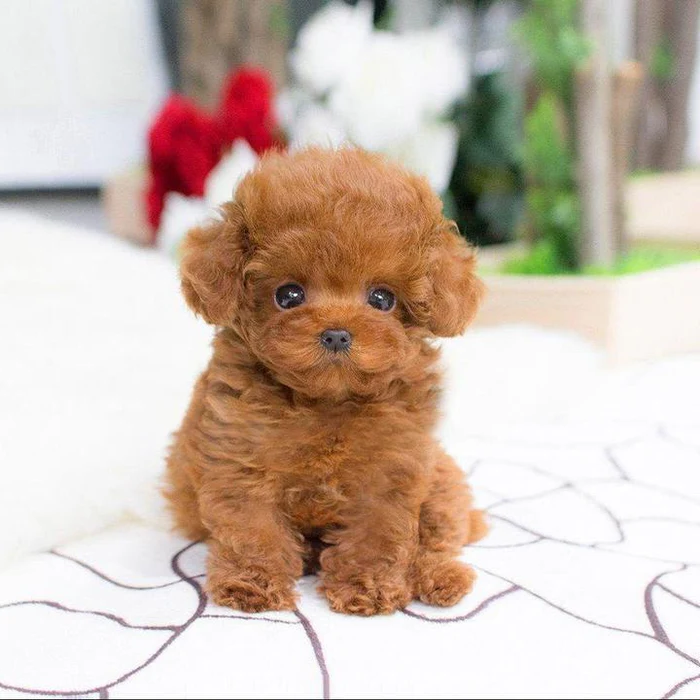 Lifelike Weighted Puppy Plush Toy – 14-Inch Cuddly Companion
