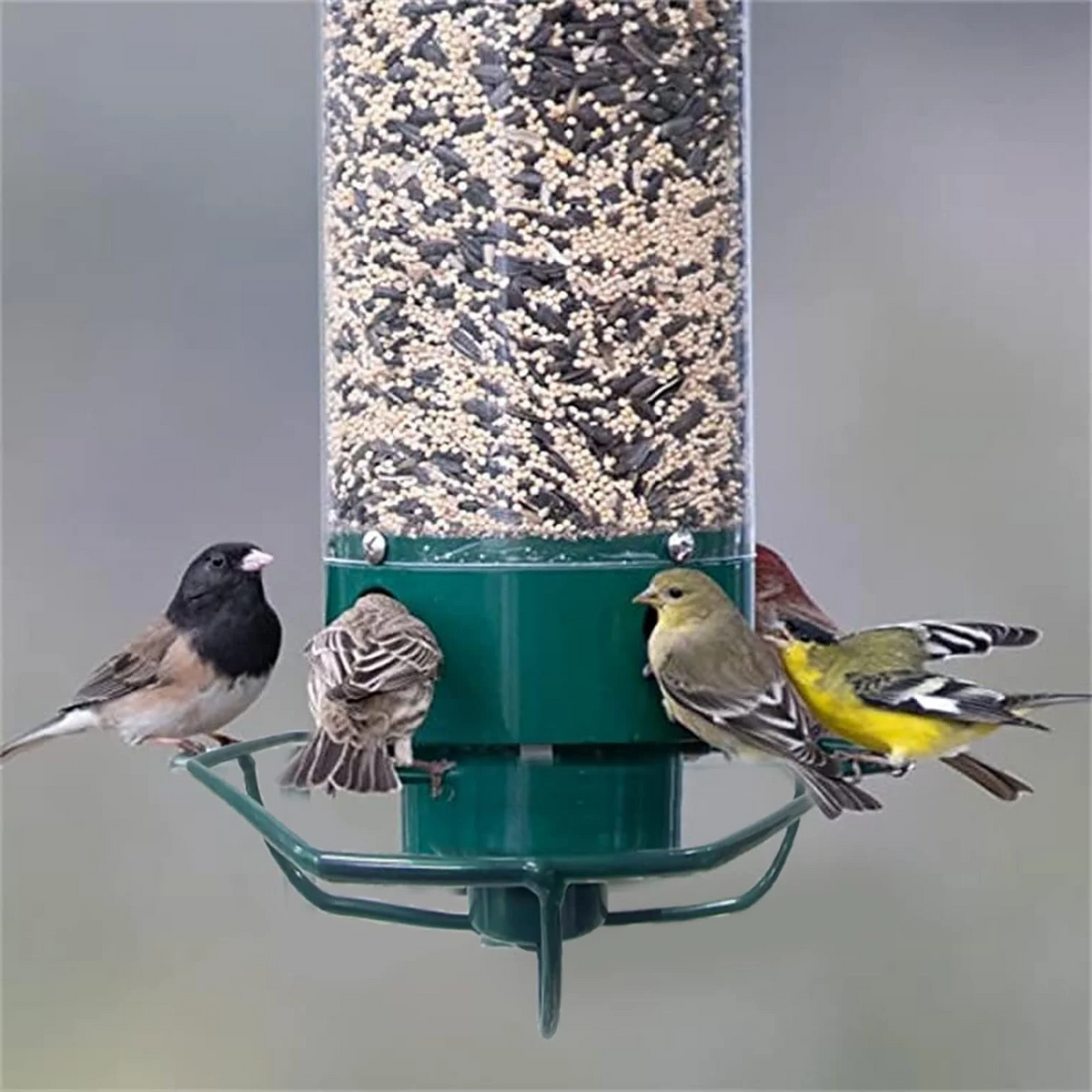CritterGuard Outdoor Bird Feeder – Weather-Resistant & Easy-Clean Design