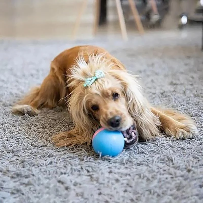Interactive Pet Play Sphere for Endless Fun