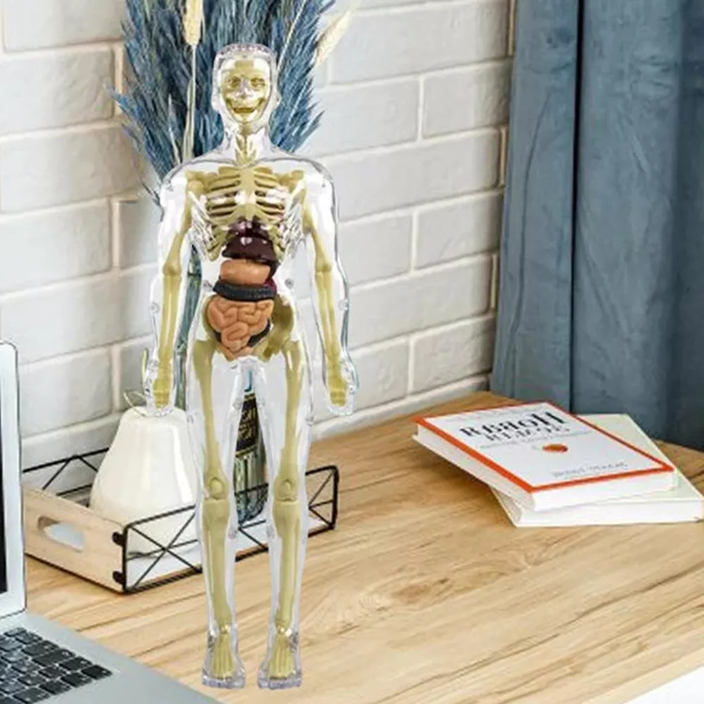 Interactive 3D Human Anatomy Model for Kids' Learning