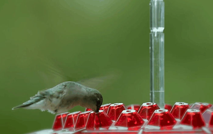 Sundrop Hummingbird Haven – Easy-Fill Nectar Feeder with Ant Guard
