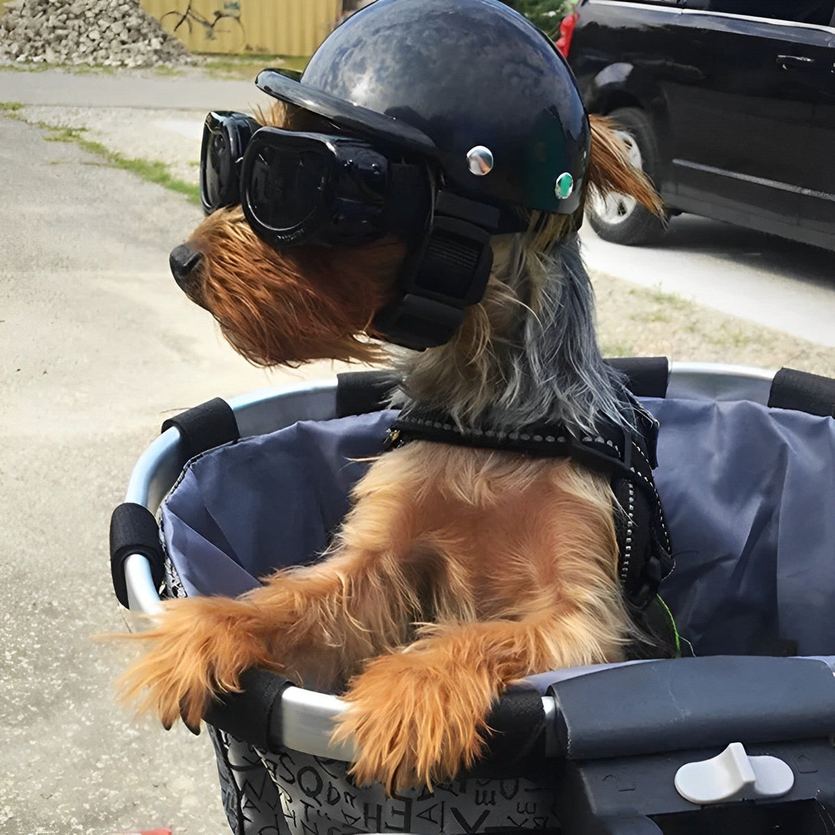 Canine Cruiser Helmet with Protective Goggles