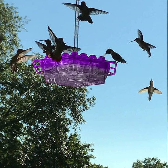 Ultimate Ant-Resistant Hummingbird Feeder with Perch