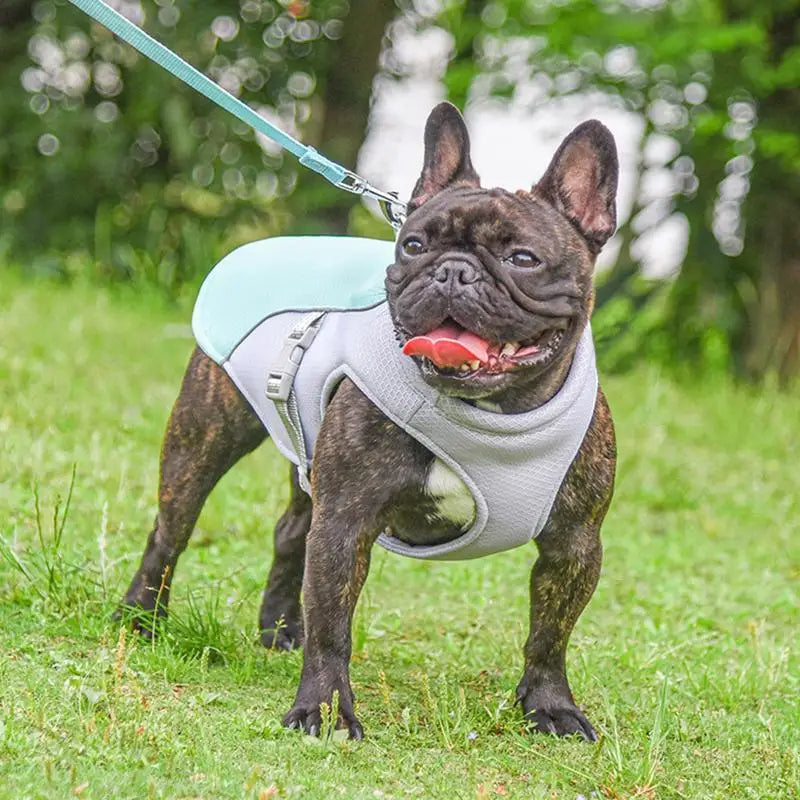 Cooling Jacket for Dogs - Perfect for Summer Adventures
