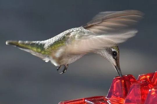 Ultimate Ant-Resistant Hummingbird Feeder with Perch