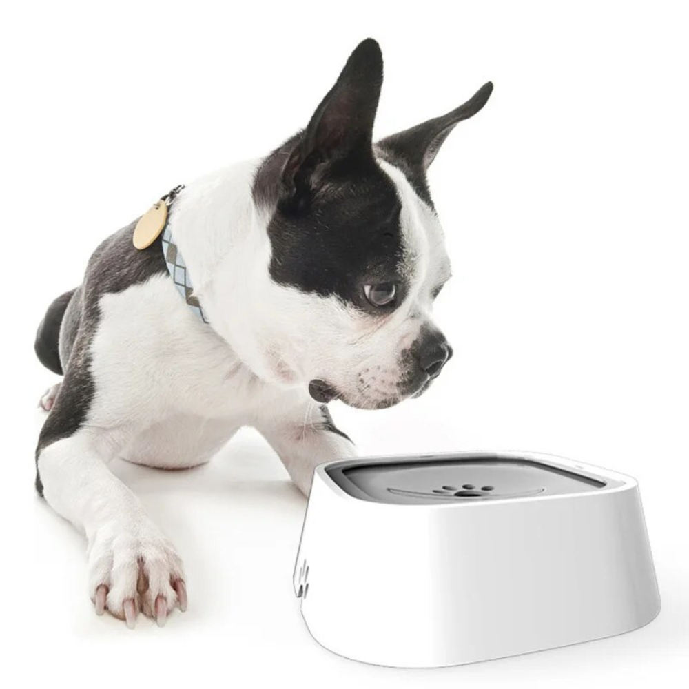 Spill-Free Large Dog Water Dispenser