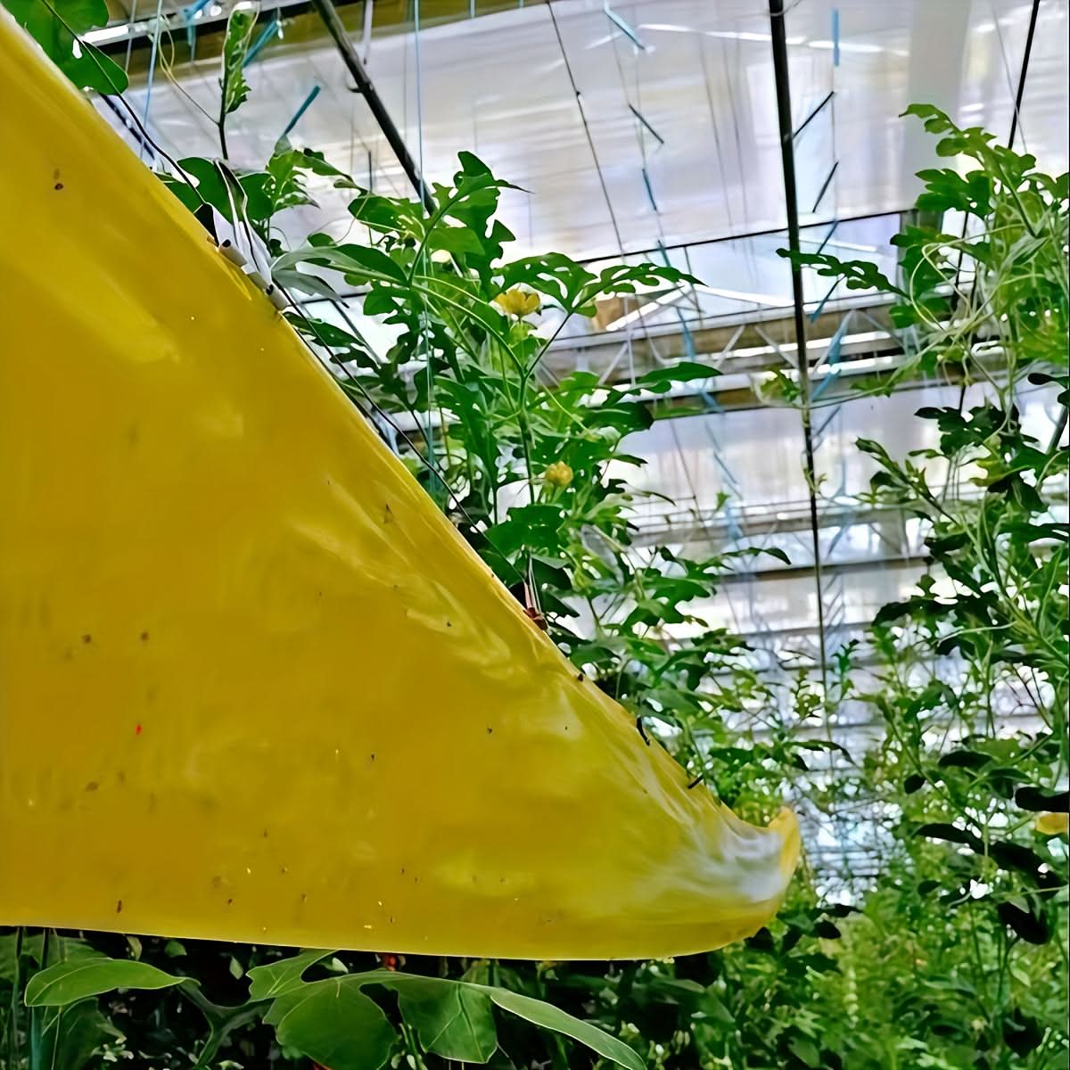 InsectShield - Adhesive Pest Barrier Tape for Plant Safety