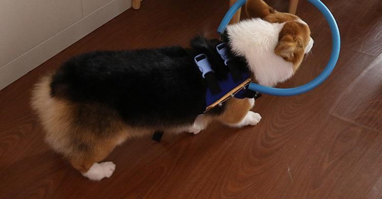 GuideCollar Harness for Blind Dogs | Comfort & Safety on Walks