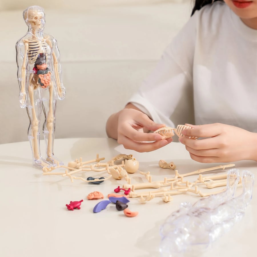 3D Anatomy Model Transparent Removable Organs