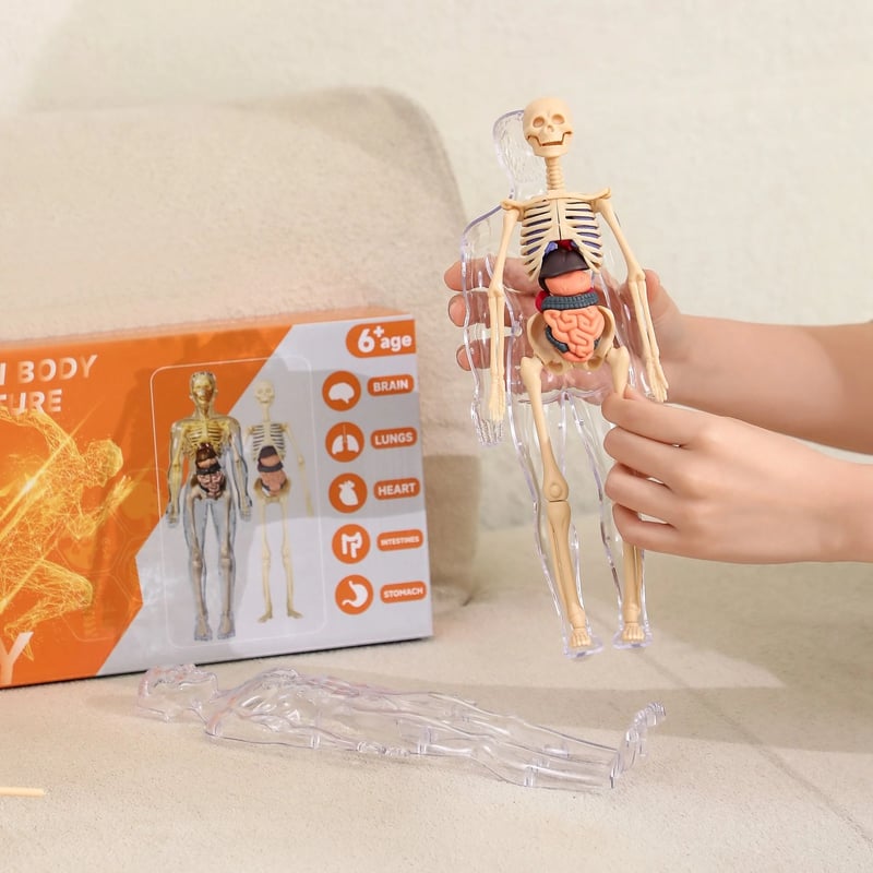 3D Anatomy Model Transparent Removable Organs