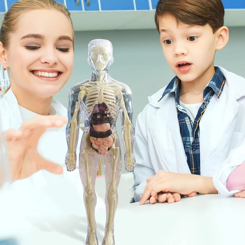 3D Anatomy Model Transparent Removable Organs