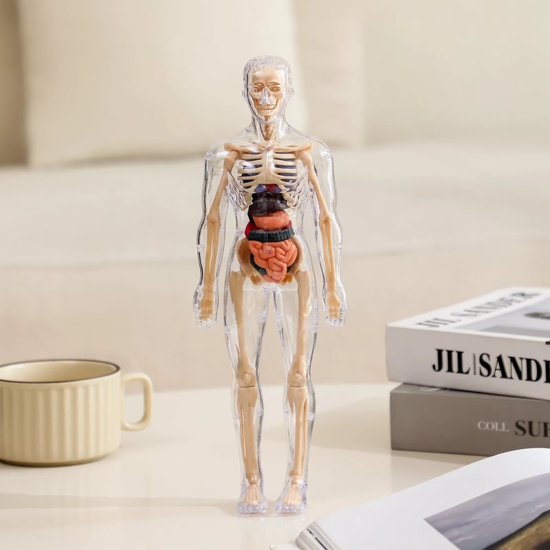3D Anatomy Model Transparent Removable Organs