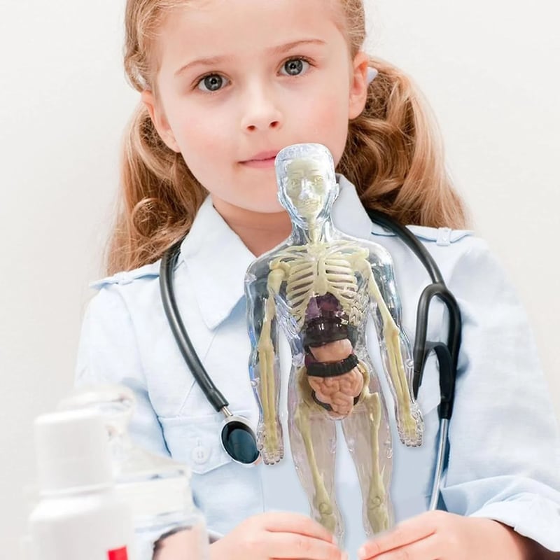 3D Anatomy Model Transparent Removable Organs