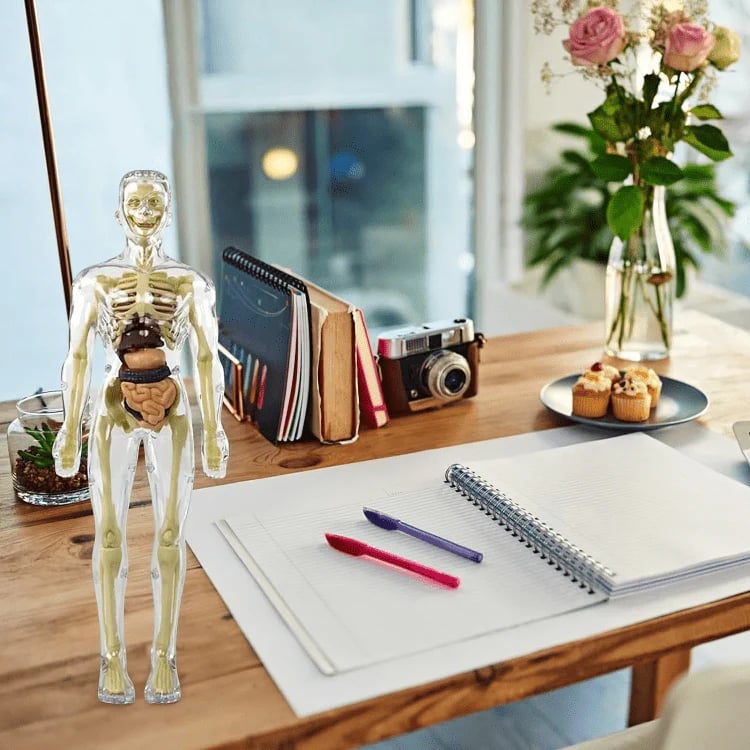 3D Anatomy Model Transparent Removable Organs