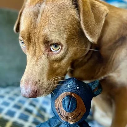 Dog Chew Toy Reinforced Multi-Layer For Aggressive Chewers