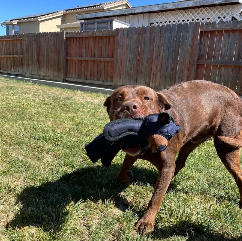 Dog Chew Toy Three-Layer Reinforced Textured Surface
