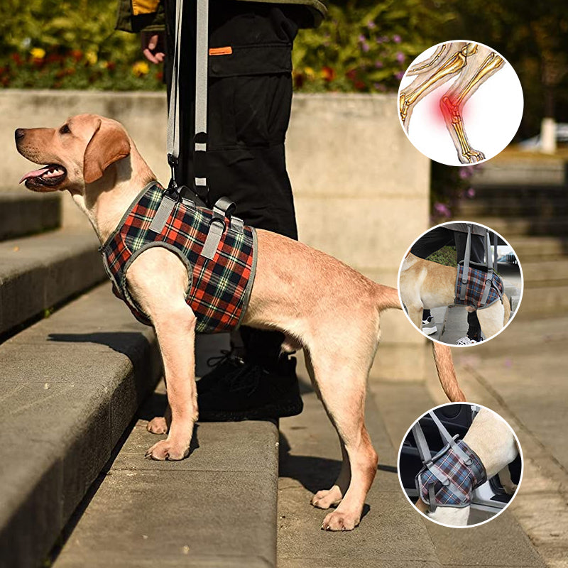 Dog Harness Orthopedic Support Adjustable & Breathable