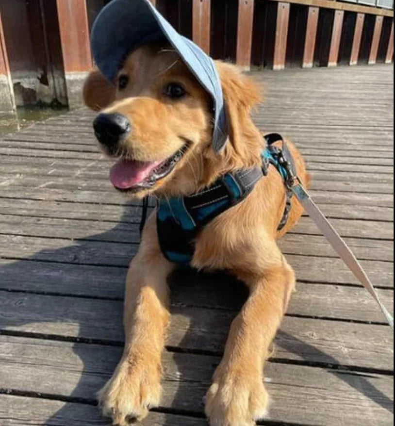 Dog Sun Cap UV Protective & Water-Resistant Adjustable Strap