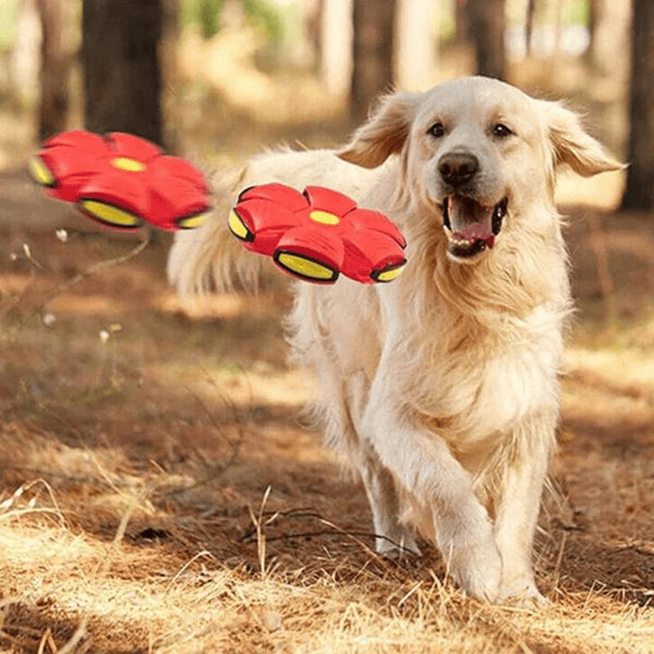 Dog Toy Convertible Flying Disc & Ball Durable Waterproof