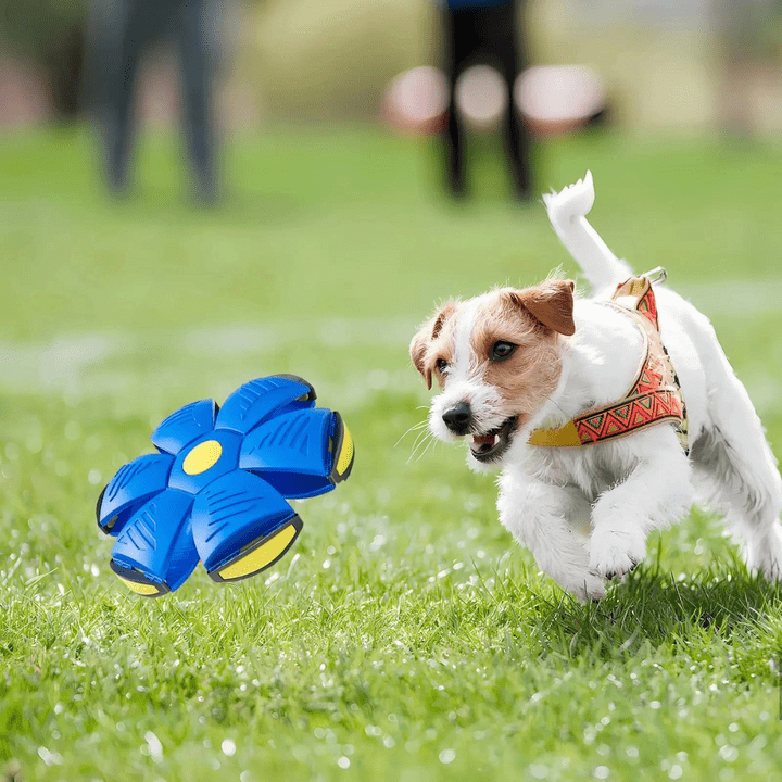 Dog Toy Convertible Flying Disc & Ball Durable Waterproof