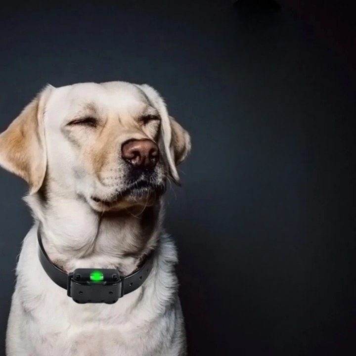 Dog Training Collar Remote Control Dual-Dog IP67 Waterproof