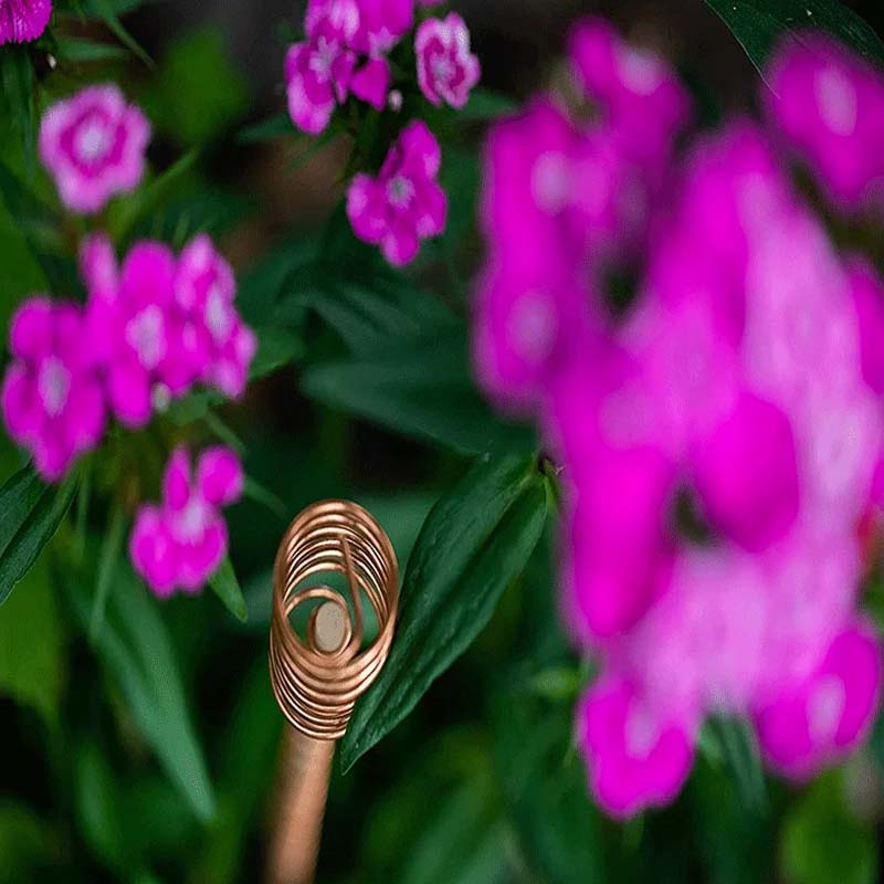 Electroculture Antennas Pure Copper Spiral Set of 5