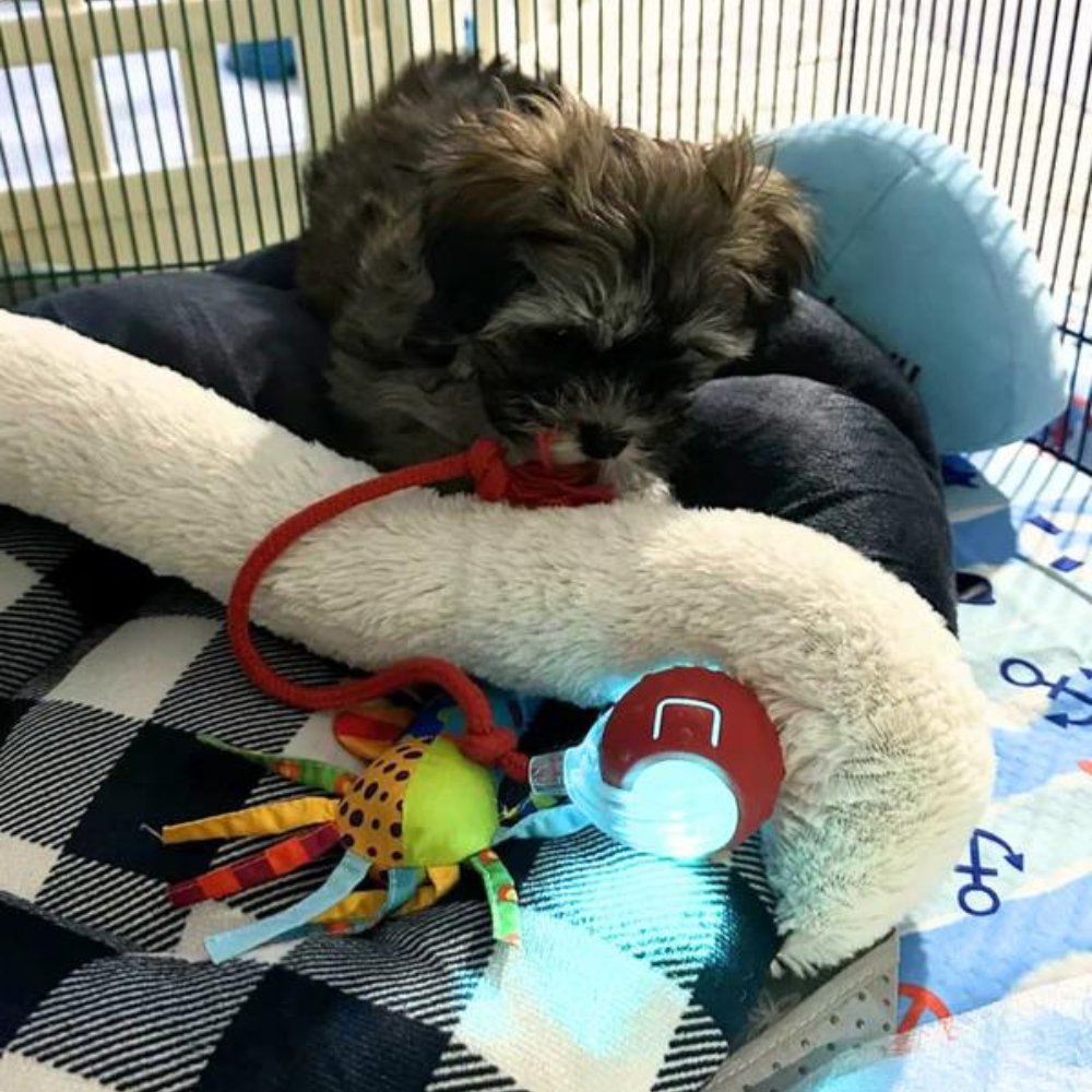 Interactive Dog Toy Self-Rolling Durable Non-Toxic Plastic