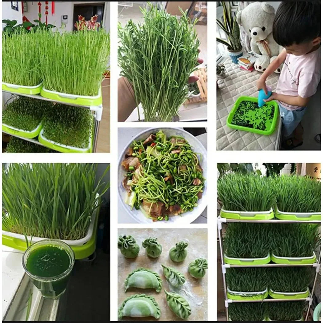 Microgreens Sprouting Tray 2-Layer Drainage BPA-Free
