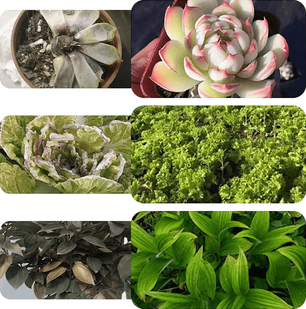 Plant & Flower Activator Stronger Roots & More Blooms