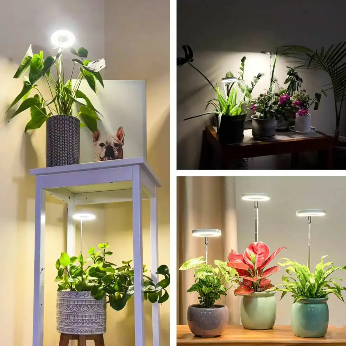 Plant Lamp Full-Spectrum LED Adjustable Brightness & Timer USB-Powered