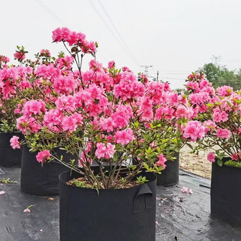 Planting Bag Breathable Felt Air-Pruning