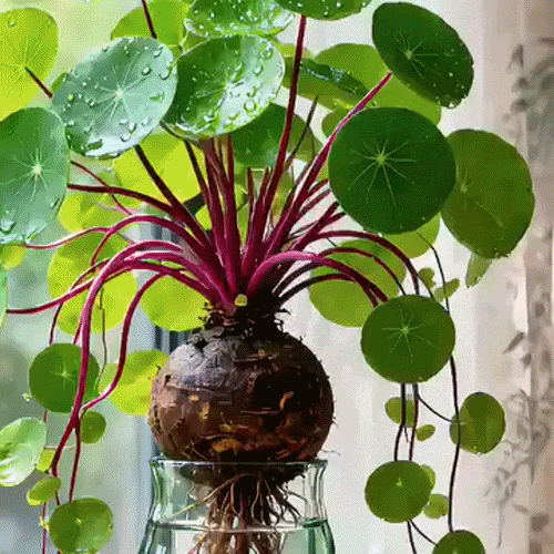 Potted Plant Stephania Erecta Decorative Caudex Easy Care