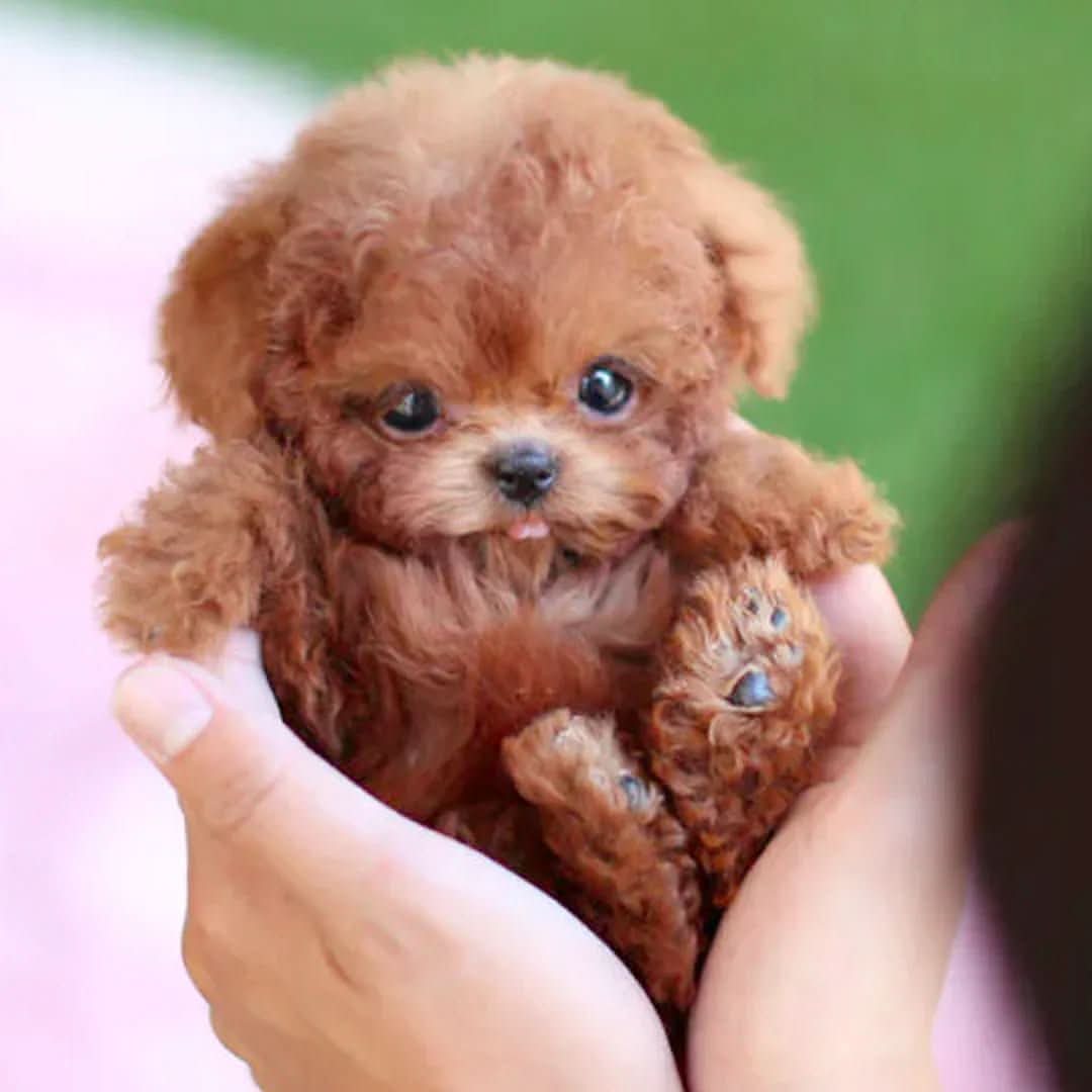 Pawtastic Buddy - Engaging Plush Dog Toy with Touch Features