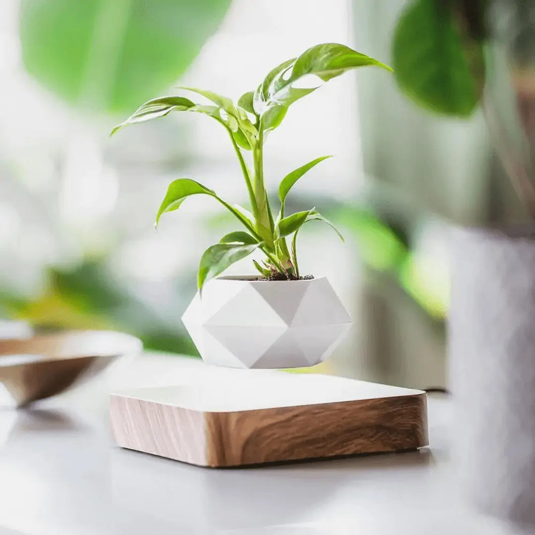Magnetic Levitation Floating Plant Display Holder