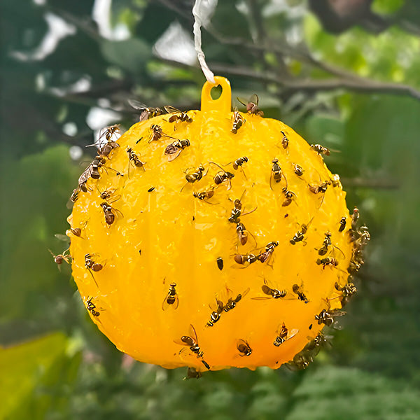 Eco-Friendly Hanging Insect Trap (Set of 6)