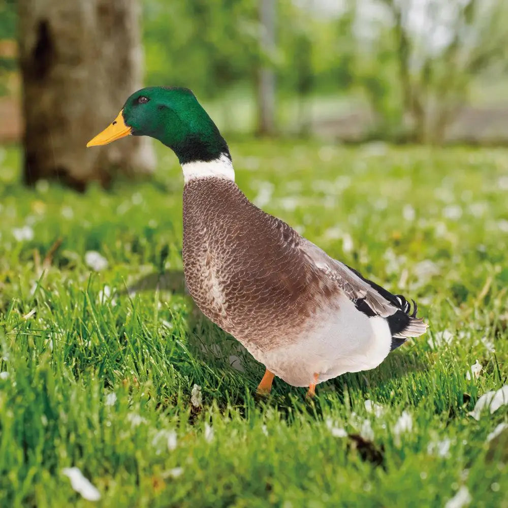 Charming Duck Garden Ornament for Outdoor Spaces