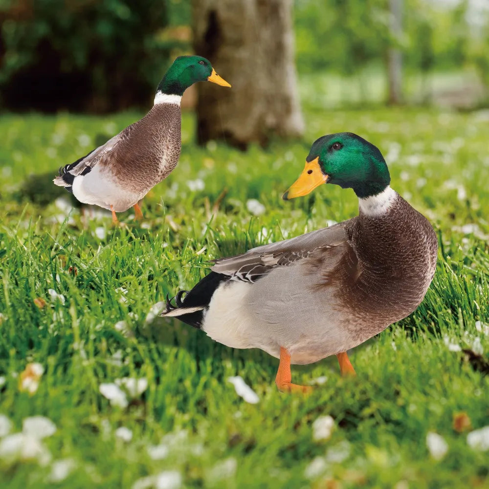 Charming Duck Garden Ornament for Outdoor Spaces