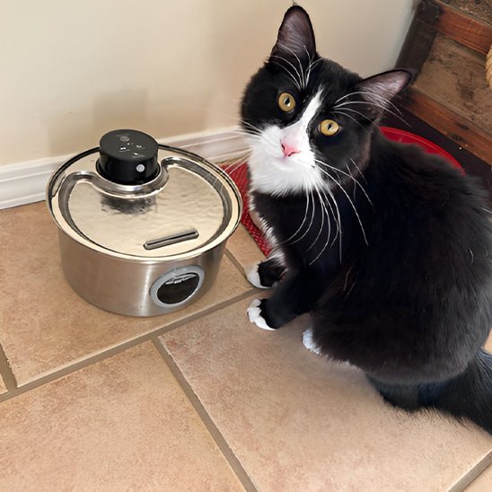 Portable Pet Hydration Station | Cordless & Long-Lasting