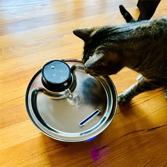 Portable Pet Hydration Station | Cordless & Long-Lasting