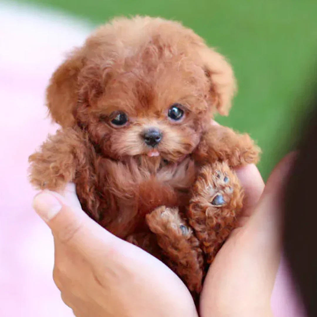 Cuddly Interactive Companion Dog | Realistic Movements & Touch Sensitivity